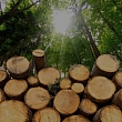 Logging