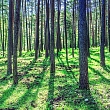 Agro-technical thinning