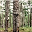 Reforestation