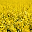 Rapeseed growing