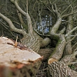 Dangerous tree cutting