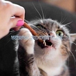 For a cat