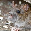 Rat extermination