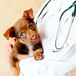 Veterinārā aptieka