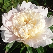 Peonies