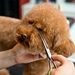 Dog and cat grooming and trimming