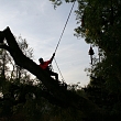 Arboriculture services