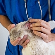 Veterinārās konsultācijas un terapija