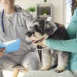 Veterinārās konsultācijas