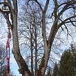 Dangerous tree cutting