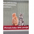 Kaķu SPA procedūras