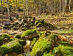 Latvijas valsts meži, AS