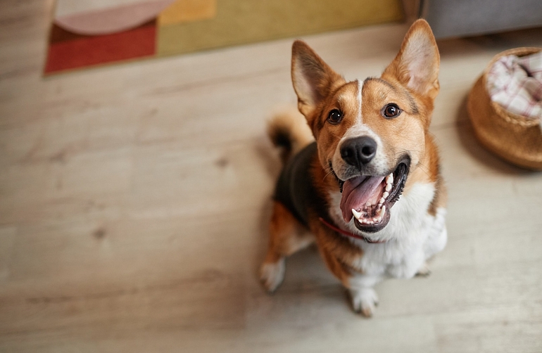 Foto: Dzīvnieka pieņemšana ģimenē; autors: https://www.shutterstock.com/g/SeventyFour